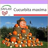 SAFLAX - Zucca gigante - 7 semi - Cucurbita maxima foto / EUR 3,75