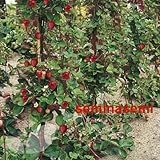 70 SEMI di FRAGOLA RAMPICANTE foto / EUR 9,90