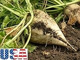 USA VENDITORE zucchero di barbabietola 30-500 semi HEIRLOOM NON OGM foto / EUR 10,99