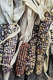 Corn ornamentale, semi di mix di mais ornamentali - Zea mays foto / EUR 2,49