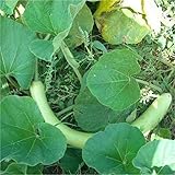 semi di ZUCCA LUNGA SERPENTE DI SICILIA foto / EUR 3,89