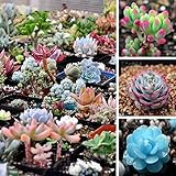 Qbisolo Misto 100 Semi Succulente Piante Lithops Pseudotruncatella Semi Cactus e Piante Grasse per Bonsai, Balcone, Casa, Giardino Ornamento foto / EUR 5,00