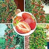 100pcs semi di fragola rampicante fragola semi di piante da frutto giardino domestico foto / EUR 1,59