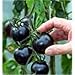 photo Black tomatoes. kumato tomato - 25 Seeds - Slicing tomato - SPANISH Heirloom