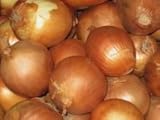 Onion Seeds- Sweet Yellow Spanish Heirloom- 250+ Seeds photo / $4.39