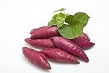 Sweet Potato Seeds|200 Sweet Potato Vine Seeds for Planting|Sweet Potato Seeds for Planting Home Garden|Non GMO Heirloom Organic Ornamental Murasaki Sweet Potato Ivy Yam Seeds photo / $14.99 ($0.07 / Count)