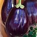 photo Eggplant Black Beauty Great Heirloom Vegetable 1,300 Seeds