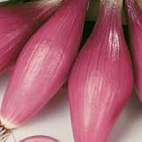 Rossa Lunga Torpedo Onion Seeds- Heirloom Italian Variety- 200+ Seeds photo / $2.99