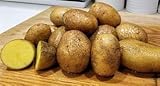 Simply Seed - 15 Piece Potato Seed - Naturally Grown - German Butterballs - Non GMO - Spring Planting photo / $11.99