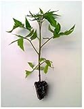 Plantel de tomate cherry 1 unidad foto / 0,80 €