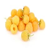 Anne Raspberry - 2 Golden Raspberry Plants - Everbearing - photo / $28.95