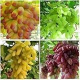 Elwyn 50pcs Finger Grape Fruit Seeds photo / $14.99