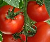 Tomaten Samen Tomaten Saat Saatgut Tomaten Tomatensamen Tomatensamen (IDEAL) foto / 3,00 €