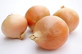 Riverside Sweet Spanish Onion Seeds, 300 Heirloom Seeds Per Packet, Non GMO Seeds photo / $5.99