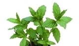 JustSeed - graines fines herbes Menthe poivr e Mentha piperita 100 graines Petit Lot photo / 4,59 €