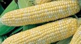 Bulk Organic Sweet Corn Seeds (1 LB) 2200 Seeds photo / $26.95 ($1.68 / Ounce)