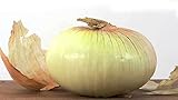 MOCCUROD 100 Georgia Sweet Vidalia Onion Seeds Home Vegetable Garden Seeds photo / $7.99 ($0.08 / Count)