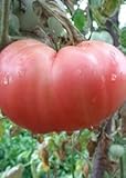 Tomaten Samen Tomaten Saat Saatgut Tomaten Tomatensamen Tomatensamen (PINK MAGIC) foto / 3,00 €