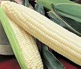 Silver Queen Sweet Corn Seed 1lb photo / $34.97 ($2.19 / Ounce)