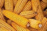 Reid's Yellow Dent Open Pollinated Corn Seed-1lb photo / $19.97 ($1.25 / Ounce)