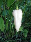 Bhut Jolokia, White Ghost Chili Pepper, World's Hottest Pepper, Capsicum Chinense (Seeds) (10 Seeds) photo / $7.59 ($0.76 / Count)