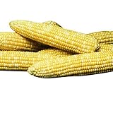 Sweet Corn Honey 'N Pearl F1 - Insect Guard Treated Vegetable Seeds - 1,000 Seeds photo / $15.99