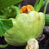 TomorrowSeeds - Benning's Green Tint Patty Pan Seeds - 60+ Count Packet - Bush Scallop Summer Squash Patisson Scallopini Vegetable Seed photo / $8.80 ($0.15 / Count)