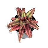 Plants for Pets Live Bromeliad Plant, Cryptanthus Bivittatus Bromeliads, Potted Houseplants with Planter Pot, Perennial Plants for Home Décor or Outdoor Garden, Fully Rooted in Potting Soil photo / $16.23