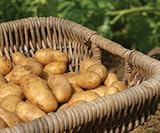 Russet Seed Potatoes NON-GMO photo / $14.99