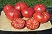 photo Ohio Heirloom Seeds Beefsteak Tomato Seeds 75+ Heirloom Variety Grown in 2020