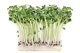 500 g Rettich Samen Bio Keimsaat “Daikon” für Sprossen Microgreens Vegan Rohkost foto / 11,99 € (23,98 € / kg)