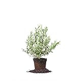 Perfect Plants Premier Blueberry Live Plant, 1 Gallon, Includes Care Guide photo / $25.98