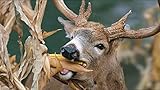 Dinner Getter Deer Food Plot Corn Seeds - 250 Seeds to Grow Deer Food - High Yielding Hybrid Corn for Big Whitetail Bucks, Great with Deer Mineral photo / $12.29