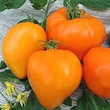 Tomate Altai Honig - Sehr Leckere Tomatensorte - ertragreich - 10 Samen foto / 3,70 €