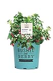 Premier Plant Solutions 19858 Bushel and Berry Dwarf Thornless Red (Rubus) Strawberry, 2 Gallon, Raspberry Shortcake photo / $59.95