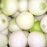 500 CRYSTAL WHITE WAX PEARL ONION Allium Cepa Vegetable Seeds photo / $3.00