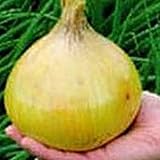 Ailsa Craig Exhibition Onions Seeds (25+ Seeds) photo / $4.69