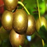 20 Seeds of Bronze White Muscadine Grape Seeds Wine OR Fresh Grapes photo / $19.99