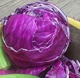 Cabbage Red Acre Great Heirloom Vegetable by Seed Kingdom 700 Seeds photo / $1.95