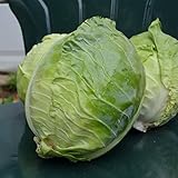 Danish Ballhead Cabbage - 100 Seeds - Heirloom & Open-Pollinated Variety, Non-GMO Vegetable Seeds for Planting Outdoors in The Home Garden, Thresh Seed Company photo / $7.99