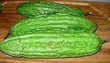 Chinese Bitter Melon Green Skin Seeds (Foo GWA) by Stonysoil Seed Company photo / $8.75