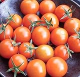 Sweetest Cherry Tomato Seeds for Planting-Orange Sun Gold.Non GMO Garden Seeds for Planting Vegetables Seeds at Home Vegetable Garden and Hydroponics Seed Pods:10ct Sungold Cherry Tomato Plant Seeds photo / $2.99 ($0.30 / Count)