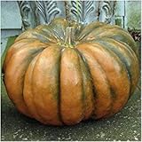 Packung mit 40 Samen, Märchen-Kürbiskernen (Cucurbita moschata) foto / 13,62 €