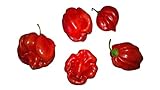 Habanero Sweet 10 Samen -Süße Habanero- Neu foto / 1,99 €