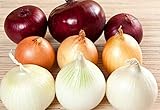 NIKA SEEDS - Vegetable Onion Rainbow Mix Neutral - 500 Seeds photo / $8.95