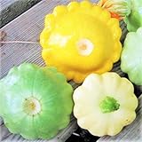 TomorrowSeeds - 3 Colors Mix Patty Pan Squash Seeds - 20+ Count Packet - Yellow, Green Tint, White Bush Scallop Summer Patisson Scallopini photo / $3.80 ($0.19 / Count)