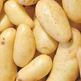 Banana Potato - 6 Seed Potatoes photo / $16.97 ($2.83 / Count)