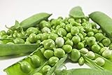 Early Frosty Pea Seeds, 50 Heirloom Seeds Per Packet, Non GMO Seeds, Isla's Garden Seeds photo / $5.99 ($0.12 / Count)