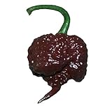 Chocolate Carolina Reaper HP22B Pepper Premium Seed Packet Record Hottest in The World + More photo / $6.99