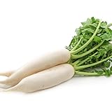 David's Garden Seeds Radish White Icicle 1243 (White) 200 Non-GMO, Heirloom Seeds photo / $3.45